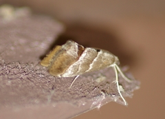 Evergestis triangulalis