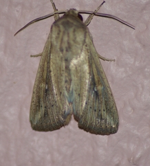 Leucania oaxacana