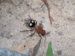 Dasymutilla quadriguttata