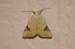 Micrathetis costiplaga