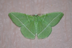 Dichorda illustraria