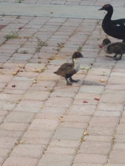 Cairina moschata domestica