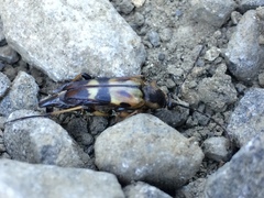 Etorofus obliteratus