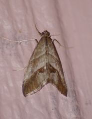 Evergestis triangulalis