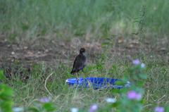 Acridotheres tristis
