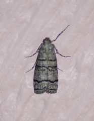 Dioryctria subtracta