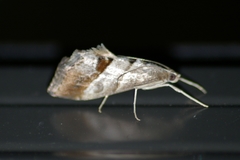 Evergestis triangulalis