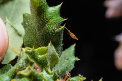 Andricus pedicellatus