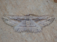 Iridopsis obliquaria