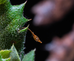 Andricus pedicellatus