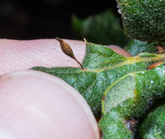 Andricus pedicellatus