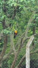 Ramphastos dicolorus
