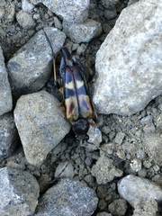 Etorofus obliteratus