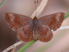 Calephelis arizonensis