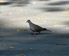 Streptopelia decaocto