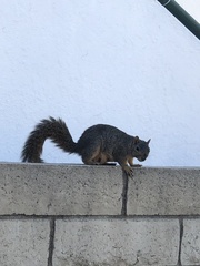 Sciurus niger