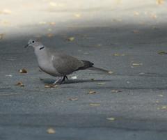 Streptopelia decaocto