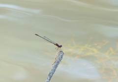 Enallagma dubium