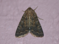 Protorthodes alfkenii