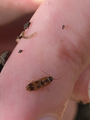 Aeolus mellillus