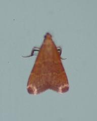 Arta epicoenalis