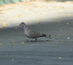 Streptopelia decaocto