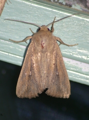 Leucania oaxacana