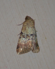 Properigea continens