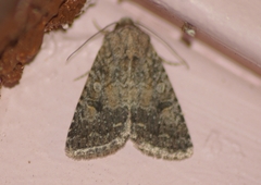 Protorthodes alfkenii