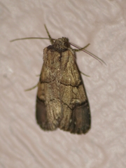 Dichagyris grotei