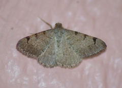 Digrammia triviata