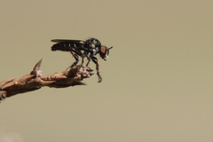 Hadrokolos texanus