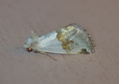 Ponometia elegantula