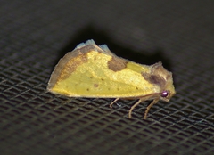Stiria intermixta