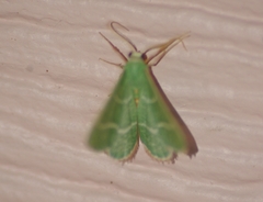 Chlorochlamys appellaria