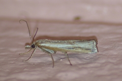 Fissicrambus intermedius