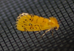 Chrysoecia atrolinea