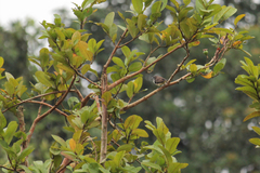 Spermestes fringilloides