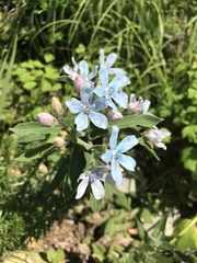 Oxypetalum coeruleum