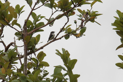 Spermestes fringilloides