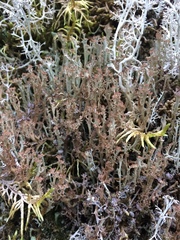 Cladonia multiformis