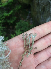 Cladonia multiformis