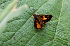 Pardaleodes tibullus tibullus