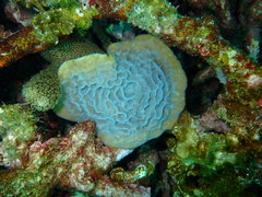 Helioseris cucullata