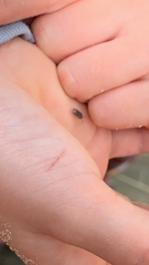 Armadillidium nasatum