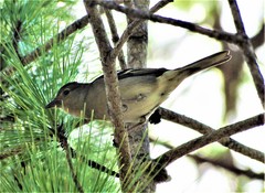 Fringilla coelebs palmae