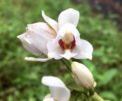 Spathoglottis sulawesiensis