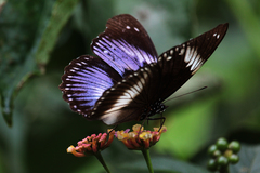 Hypolimnas salmacis salmacis