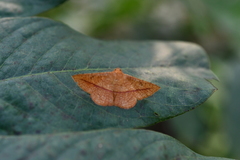 Striglina