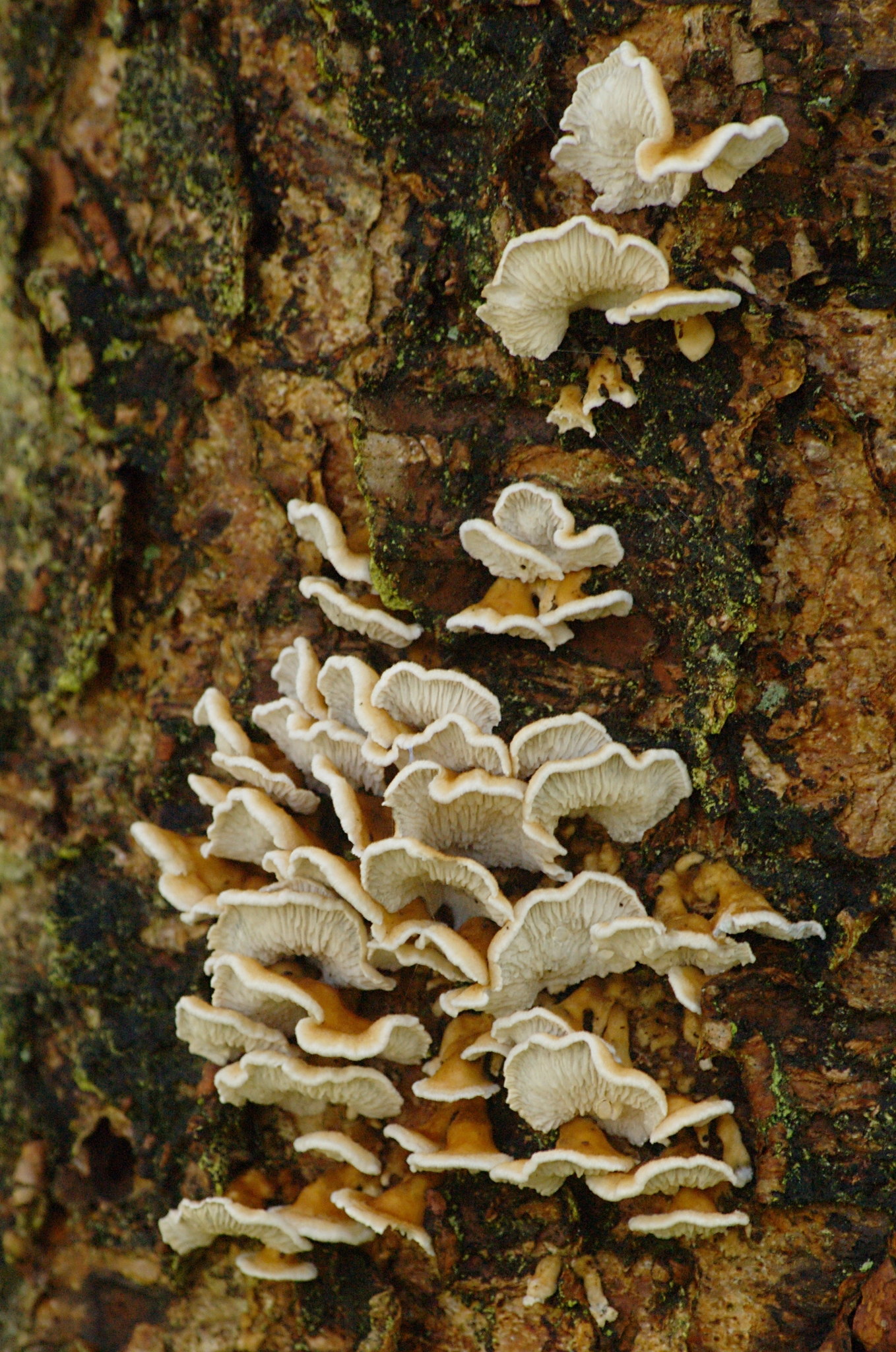 Amylocorticiaceae image
